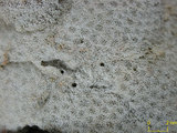 中文名:鐘形微孔珊瑚(NMNS005224-F042234)學名:Porites lutea Edwards & Haime, 1851(NMNS005224-F042234)