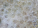 中文名:鐘形微孔珊瑚(NMNS005224-F042235)學名:Porites lutea Edwards & Haime, 1851(NMNS005224-F042235)