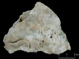 中文名:鐘形微孔珊瑚(NMNS005224-F042235)學名:Porites lutea Edwards & Haime, 1851(NMNS005224-F042235)