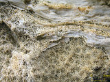 中文名:鐘形微孔珊瑚(NMNS005224-F042237)學名:Porites lutea Edwards & Haime, 1851(NMNS005224-F042237)