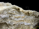 中文名:鐘形微孔珊瑚(NMNS005224-F042237)學名:Porites lutea Edwards & Haime, 1851(NMNS005224-F042237)