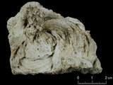 中文名:鐘形微孔珊瑚(NMNS005224-F042237)學名:Porites lutea Edwards & Haime, 1851(NMNS005224-F042237)