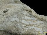 中文名:鐘形微孔珊瑚(NMNS005224-F042237)學名:Porites lutea Edwards & Haime, 1851(NMNS005224-F042237)