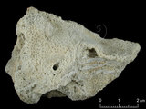 中文名:鐘形微孔珊瑚(NMNS005224-F042237)學名:Porites lutea Edwards & Haime, 1851(NMNS005224-F042237)