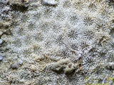 中文名:鐘形微孔珊瑚(NMNS005224-F042238)學名:Porites lutea Edwards & Haime, 1851(NMNS005224-F042238)