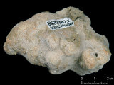中文名:鐘形微孔珊瑚(NMNS005224-F042238)學名:Porites lutea Edwards & Haime, 1851(NMNS005224-F042238)