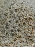 中文名:鐘形微孔珊瑚(NMNS005...