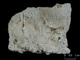 中文名:鐘形微孔珊瑚(NMNS005224-F042239)學名:Porites lutea Edwards & Haime, 1851(NMNS005224-F042239)