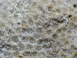 中文名:鐘形微孔珊瑚(NMNS005224-F042240)學名:Porites lutea Edwards & Haime, 1851(NMNS005224-F042240)