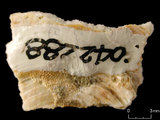 中文名:鐘形微孔珊瑚(NMNS005224-F042288)學名:Porites lutea Edwards & Haime, 1851(NMNS005224-F042288)