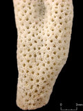 中文名:直立表孔珊瑚(NMNS005224-F042316)學名:Montipora altasepta Nemenzo, 1967 (NMNS005224-F042316)