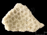 中文名:鐘形微孔珊瑚(NMNS005224-F042289)學名:Porites lutea Edwards & Haime, 1851(NMNS005224-F042289)