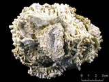 中文名:星形棘杯珊瑚(NMNS005...