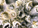 中文名:星形棘杯珊瑚(NMNS005224-F042214)學名:Galaxea astreata (Lamarck, 1816) (NMNS005224-F042214)
