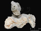 中文名:束形瓣葉珊瑚(NMNS005059-F041208)學名:Lobophyllia corymbosa (Forskål, 1775) (NMNS005059-F041208)