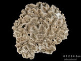 中文名:蓮形合葉珊瑚(NMNS005224-F042157)學名:Symphyllia agaricia Edwards & Haime, 1849 (NMNS005224-F042157)