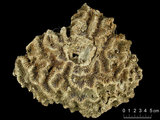 中文名:蓮形合葉珊瑚(NMNS005224-F042159)學名:Symphyllia agaricia Edwards & Haime, 1849 (NMNS005224-F042159)
