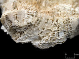 中文名:粗糙棘葉珊瑚(NMNS005224-F042248)學名:Echinophyllia aspera (Ellis & Solander, 1786) (NMNS005224-F042248)