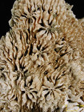 中文名:粗糙棘葉珊瑚(NMNS005224-F042248)學名:Echinophyllia aspera (Ellis & Solander, 1786) (NMNS005224-F042248)