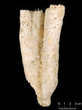 中文名:聯合瓣葉珊瑚(NMNS005224-F042324)學名:Lobophyllia hemprichii (Ehrenberg, 1834) (NMNS005224-F042324)