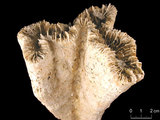 中文名:聯合瓣葉珊瑚(NMNS005224-F042324)學名:Lobophyllia hemprichii (Ehrenberg, 1834) (NMNS005224-F042324)