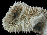 中文名:粗壯瓣葉珊瑚(NMNS005224-F042326)學名:Lobophyllia robusta Yabe & Sugiyama, 1936 (NMNS005224-F042326)