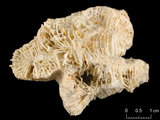 中文名:聯合瓣葉珊瑚(NMNS005224-F042327)學名:Lobophyllia hemprichii (Ehrenberg, 1834) (NMNS005224-F042327)