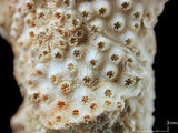 中文名:萼形柱孔珊瑚(NMNS005...