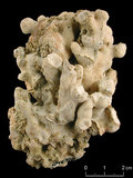 中文名:變形合星珊瑚(NMNS005224-F042318)學名:Stylocoeniella guentheri Bassett-Smith, 1890 (NMNS005224-F042318)