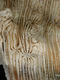 中文名:麥克尼爾篩孔珊瑚(NMNS005224-F042254)學名:Coscinaraea mcneilli Wells, 1962(NMNS005224-F042254)