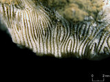 中文名:麥克尼爾篩孔珊瑚(NMNS005224-F042255)學名:Coscinaraea mcneilli Wells, 1962(NMNS005224-F042255)