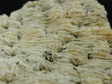 中文名:麥克尼爾篩孔珊瑚(NMNS005224-F042257)學名:Coscinaraea mcneilli Wells, 1962(NMNS005224-F042257)