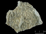 中文名:麥克尼爾篩孔珊瑚(NMNS005224-F042259)學名:Coscinaraea mcneilli Wells, 1962(NMNS005224-F042259)
