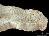中文名:板葉雀屏珊瑚(NMNS005224-F042273)學名:Pavona decussata (Dana, 1846)(NMNS005224-F042273)