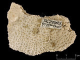 中文名:板葉雀屏珊瑚(NMNS005224-F042276)學名:Pavona decussata (Dana, 1846)(NMNS005224-F042276)