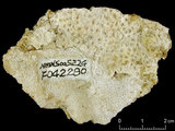 中文名:板葉雀屏珊瑚(NMNS005224-F042280)學名:Pavona decussata (Dana, 1846)(NMNS005224-F042280)