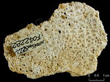 中文名:板葉雀屏珊瑚(NMNS005224-F042282)學名:Pavona decussata (Dana, 1846)(NMNS005224-F042282)
