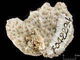 中文名:板葉雀屏珊瑚(NMNS005224-F042284)學名:Pavona decussata (Dana, 1846)(NMNS005224-F042284)