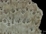 中文名:變形雀屏珊瑚(NMNS005224-F042287)學名:Pavona explanulata (Lamarck, 1816) (NMNS005224-F042287)