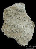 中文名:變形雀屏珊瑚(NMNS005224-F042287)學名:Pavona explanulata (Lamarck, 1816) (NMNS005224-F042287)