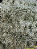 中文名:麥克尼爾篩孔珊瑚(NMNS005224-F042261)學名:Coscinaraea mcneilli Wells, 1962 (NMNS005224-F042261)