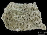 中文名:麥克尼爾篩孔珊瑚(NMNS005224-F042261)學名:Coscinaraea mcneilli Wells, 1962 (NMNS005224-F042261)