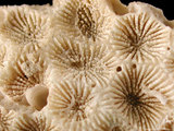 中文名:白斑柔星珊瑚(NMNS005224-F042290)學名:Leptastrea pruinosa Crossland, 1952 (NMNS005224-F042290)