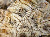 中文名:白斑柔星珊瑚(NMNS005...