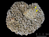 中文名:白斑柔星珊瑚(NMNS005224-F042214_1 )學名:Leptastrea pruinosa Crossland, 1952 (NMNS005224-F042214_1 )