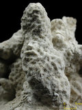 中文名:聯合微孔珊瑚(NMNS005224-F042215_1)學名:Porites rus (Forskål, 1775) (NMNS005224-F042215_1)