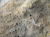 中文名:變形表孔珊瑚(NMNS005224-F042228)學名:Montipora informis Bernard, 1897 (NMNS005224-F042228)