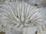 中文名:白斑柔星珊瑚(NMNS005...