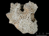 中文名:白斑柔星珊瑚(NMNS005059-F041214)學名:Leptastrea pruinosa Crossland, 1952(NMNS005059-F041214)