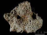 中文名:白斑柔星珊瑚(NMNS005059-F041214)學名:Leptastrea pruinosa Crossland, 1952(NMNS005059-F041214)